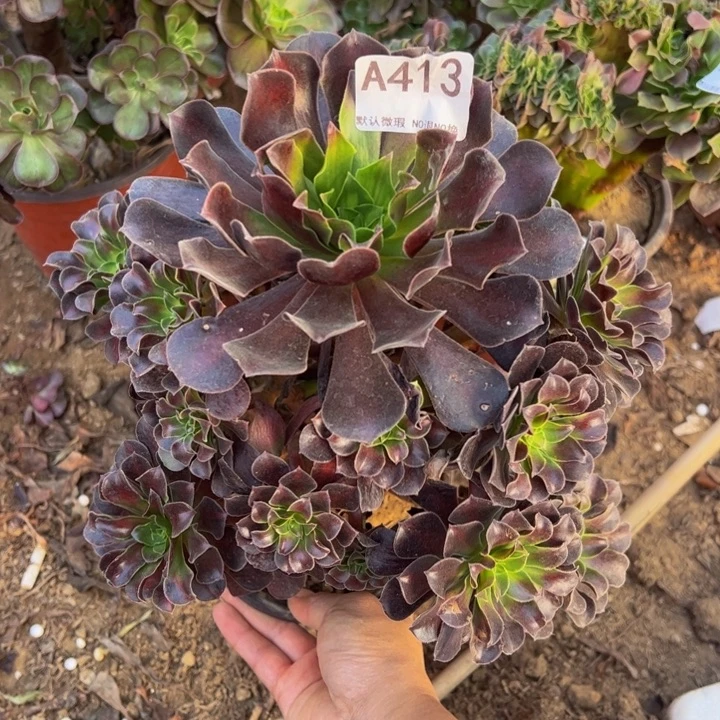 欧子多肉植物413.