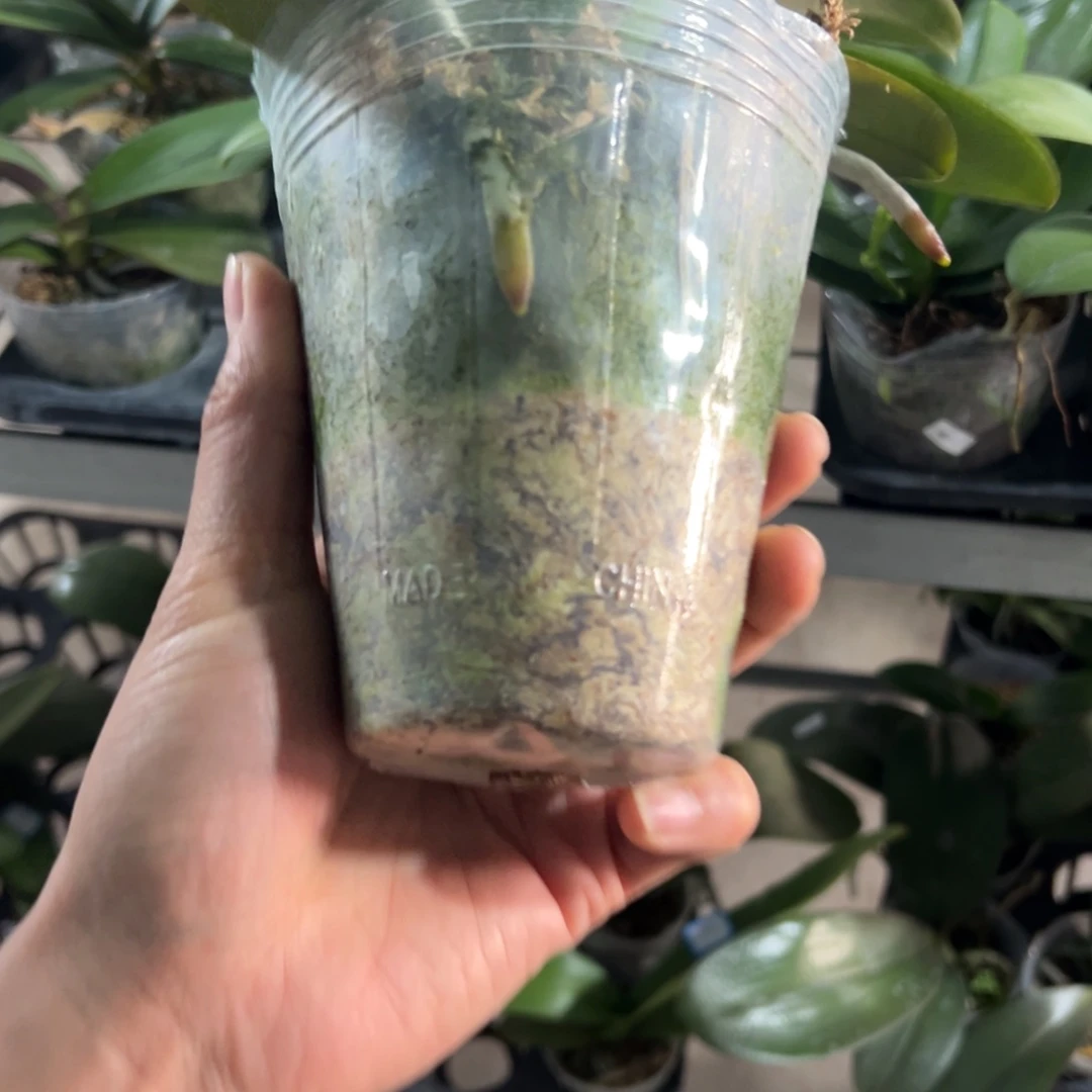 短***发当前无花栽培后可以开花005刘氏樱花瑕疵苗凑单发货