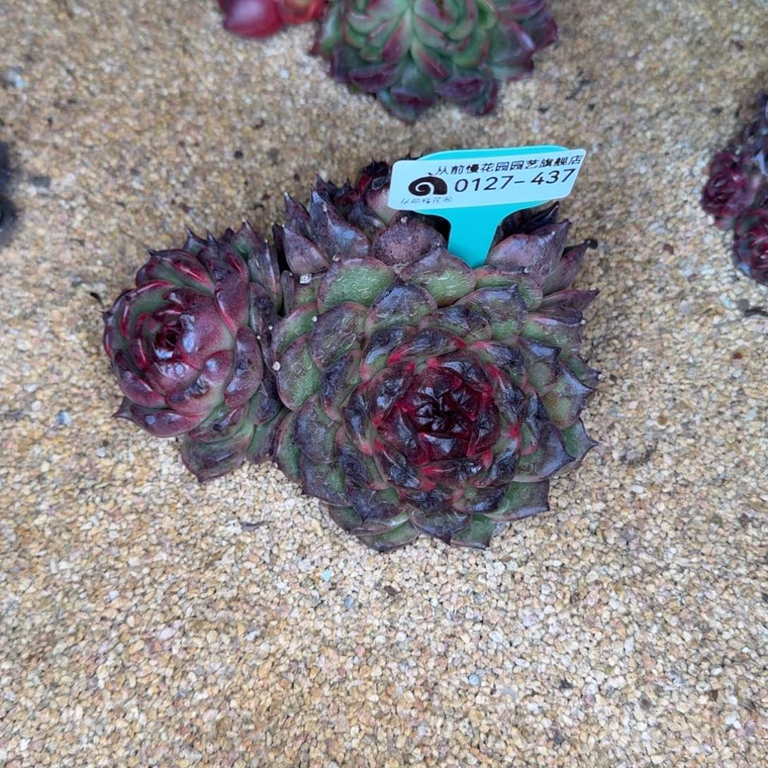 从前慢花园东云系0127-437