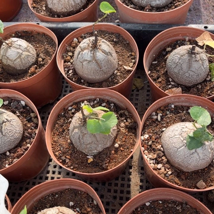 龟甲龙好养皮实好养