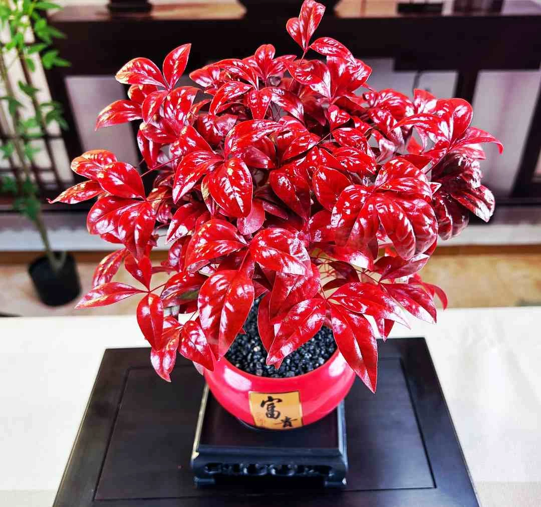 #南天竹#火焰南天竹#养花#绿植#耐寒#冬日里的一把火