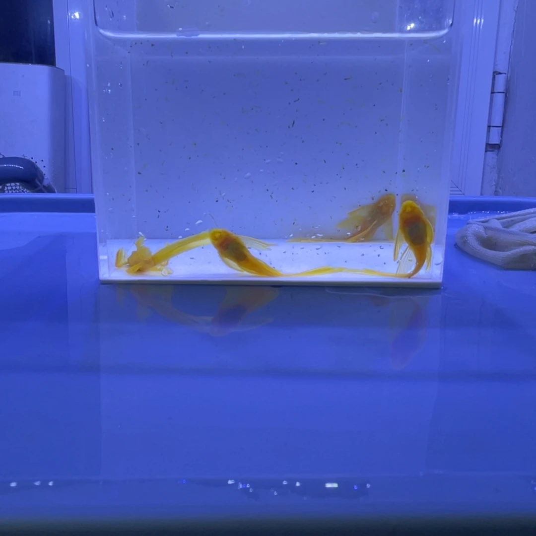 孔雀鱼大帆4条开箱视频报损