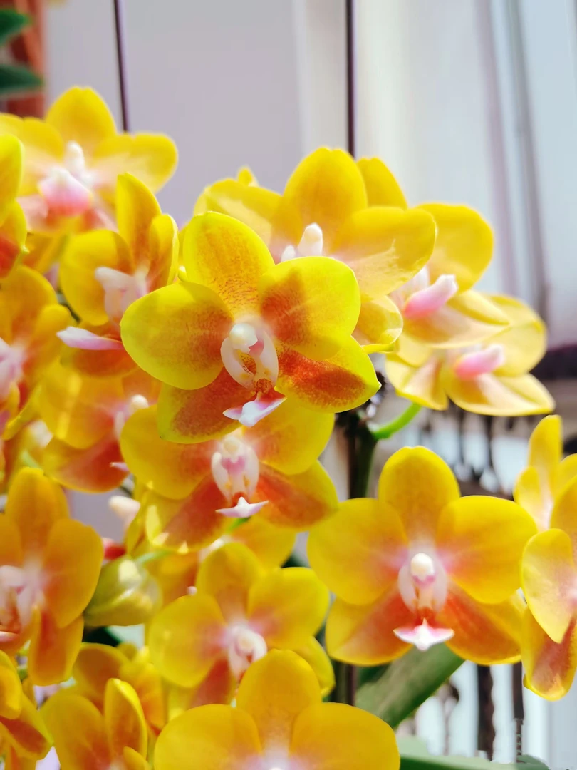 3花剑 浓香型【黄金万两】 丰花型蝴蝶兰