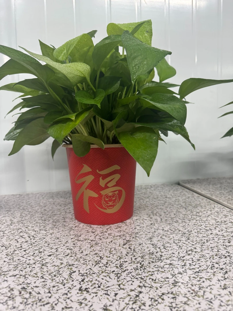 福字盆绿萝盆栽室内花卉植物新房吸除甲醛绿植水培长藤绿箩批发