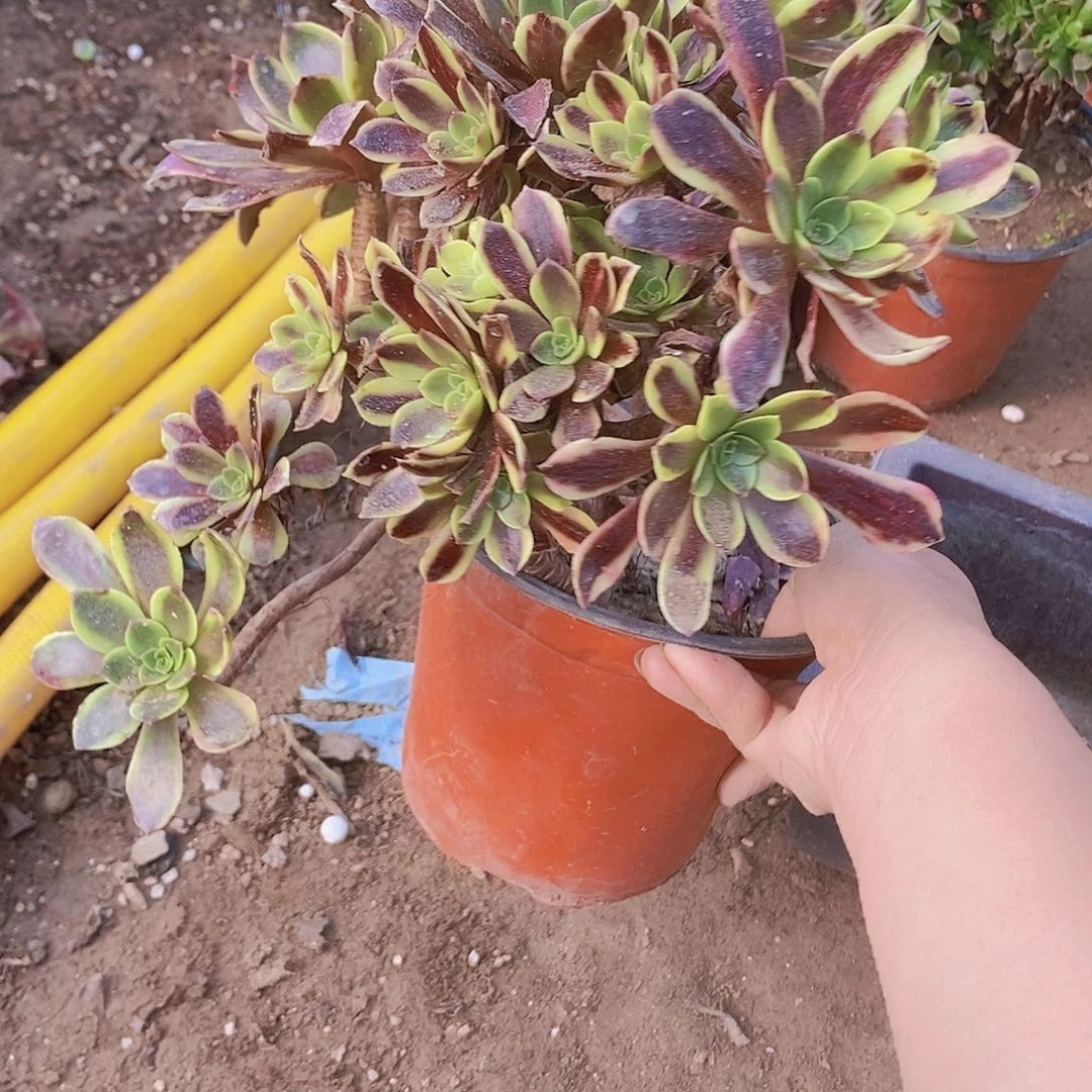 280 号一物一拍多肉植物