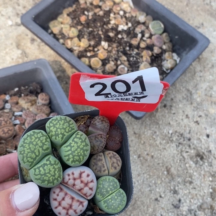 招*蛙生石花小苗201