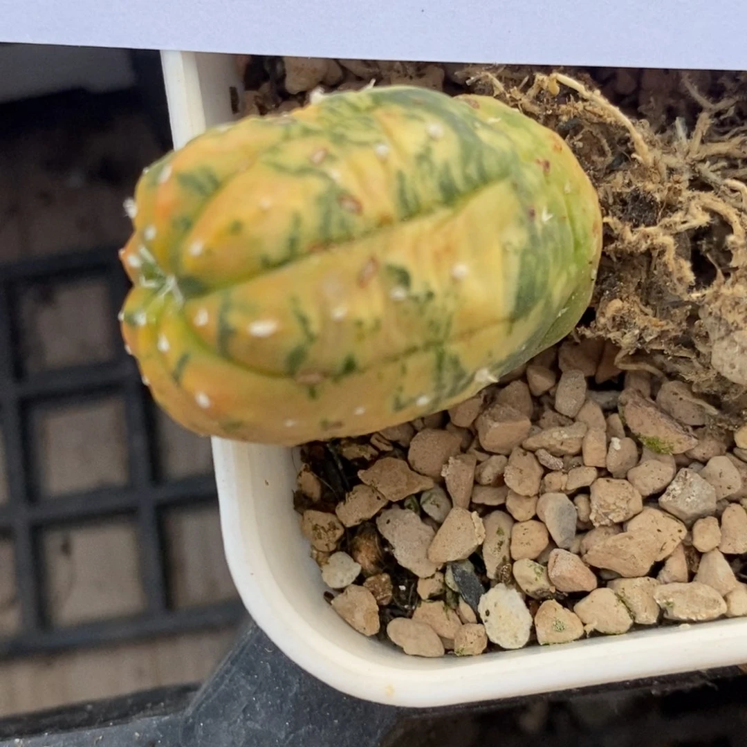 1083一颗实生兜锦