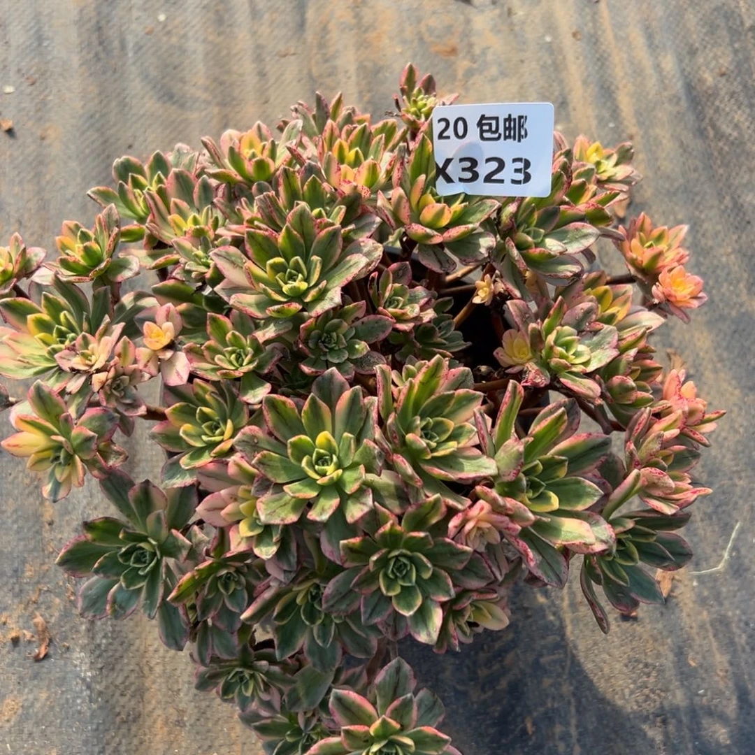 323甜茶，满20包邮嘟叮熊