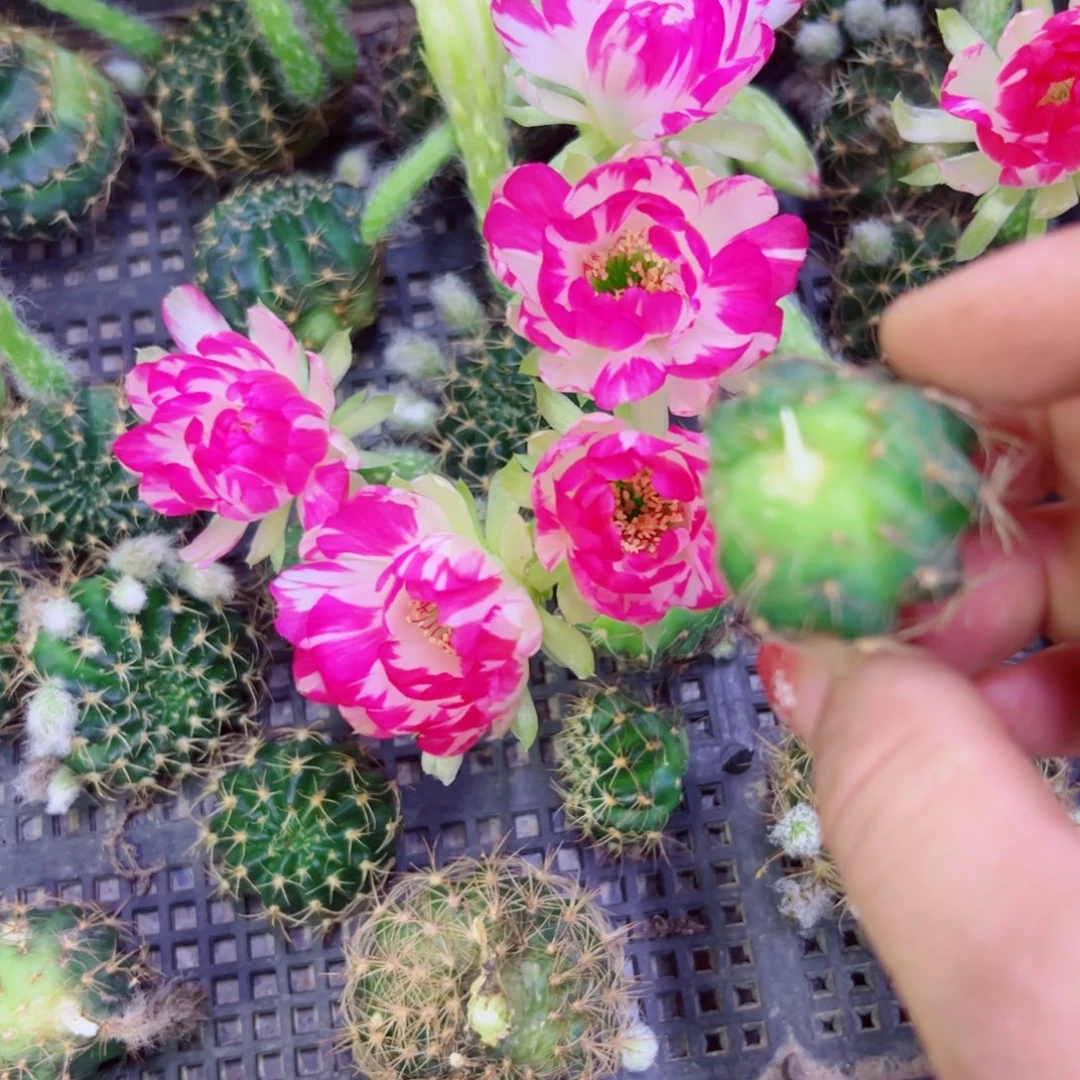 下9丽花美9 歪无根侧芽3公分左右左右20包邮