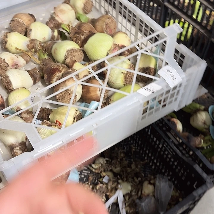 梦幻5公分左右花后球