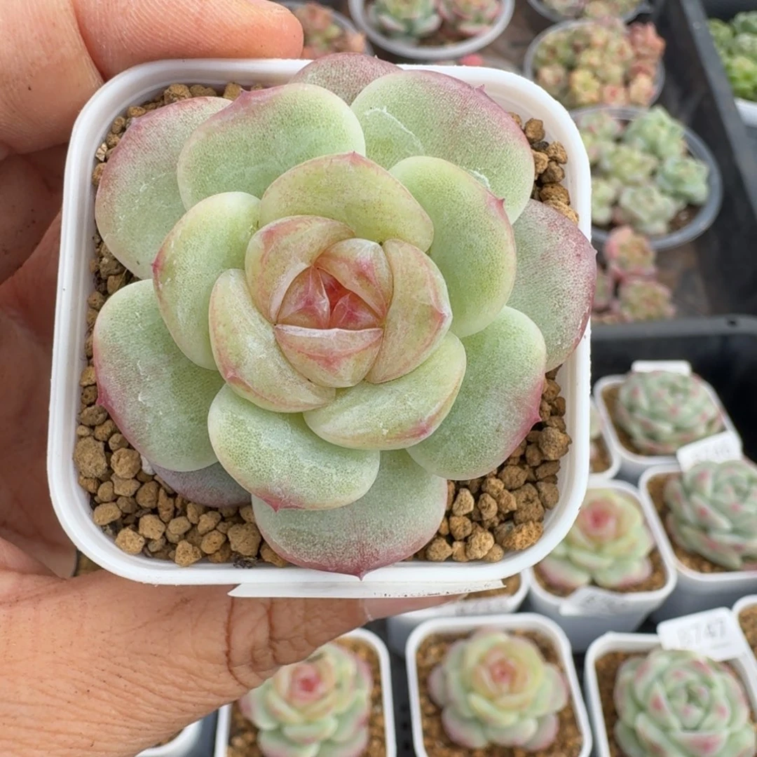 一物一拍一物一拍1026-760