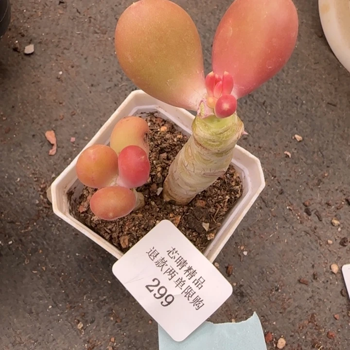 心*闪购精品多肉299号