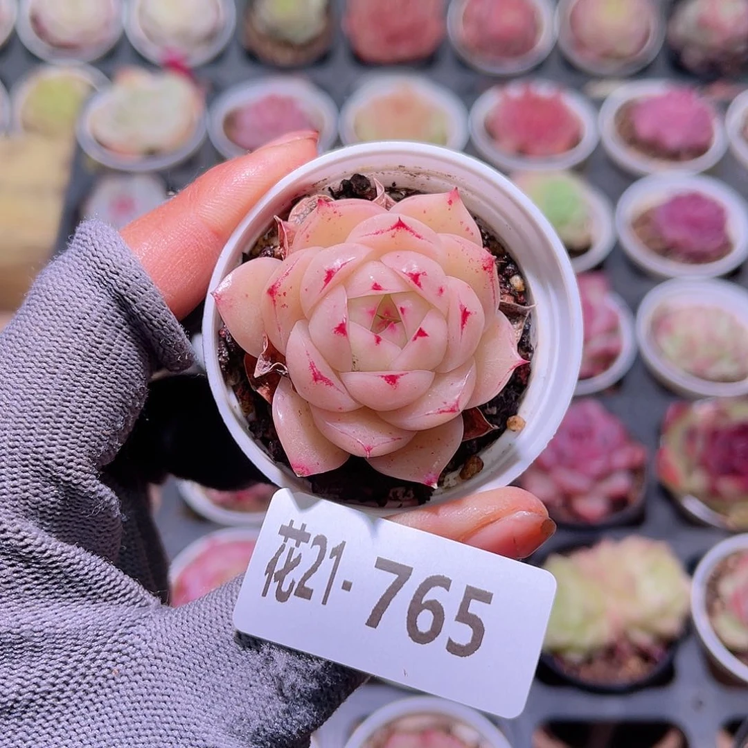 花21-765麦秆单头