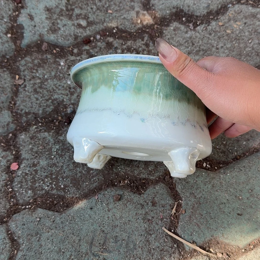 大口冷色花盆多肉植物