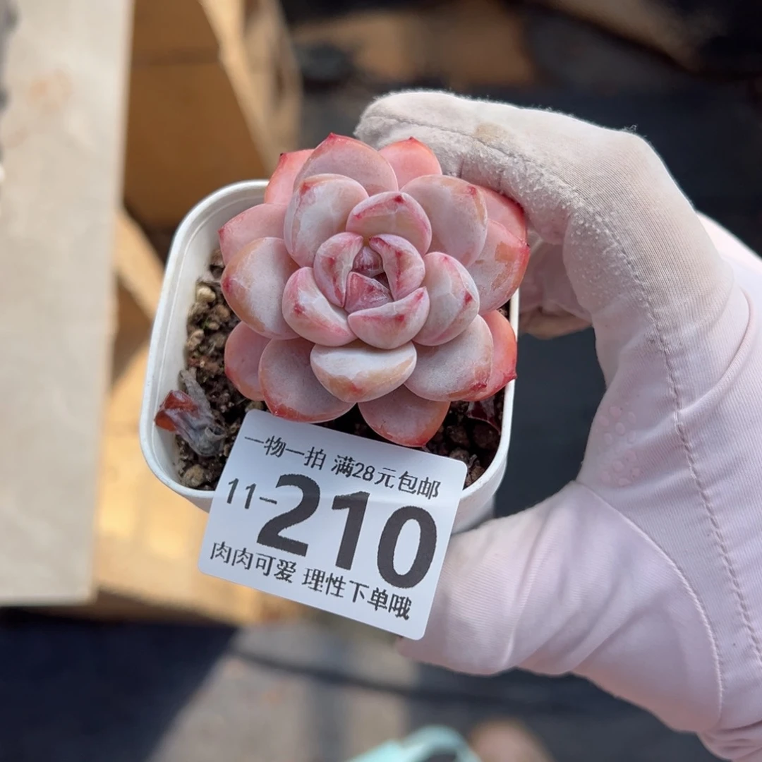 星星雪多肉多肉多肉多肉多肉