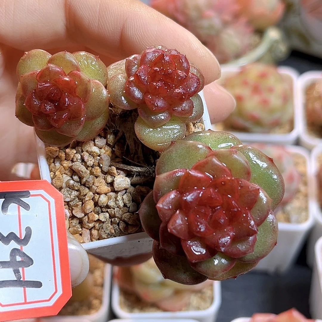 K341 玫瑰园 珍妮 满18包邮