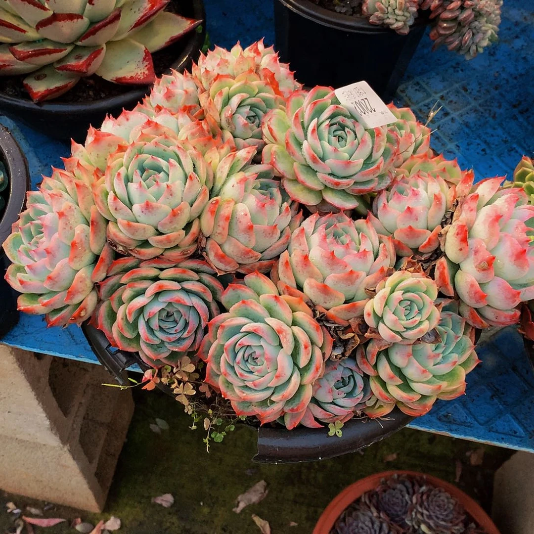 小****    侧影多肉22002