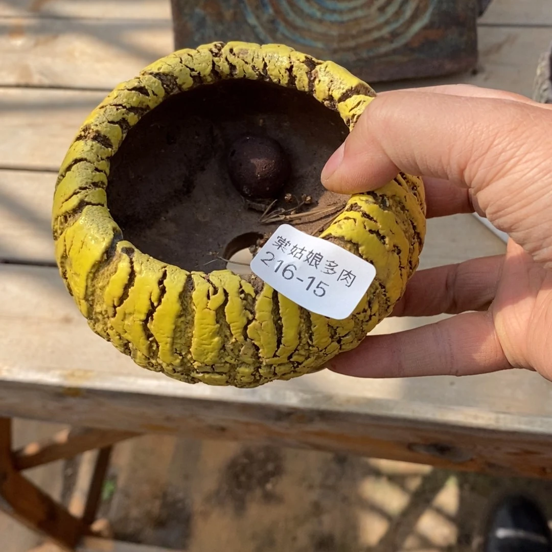 红陶A***n15号多肉一个呀