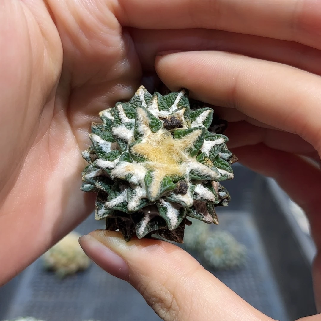 4cm自根福利黑牡丹