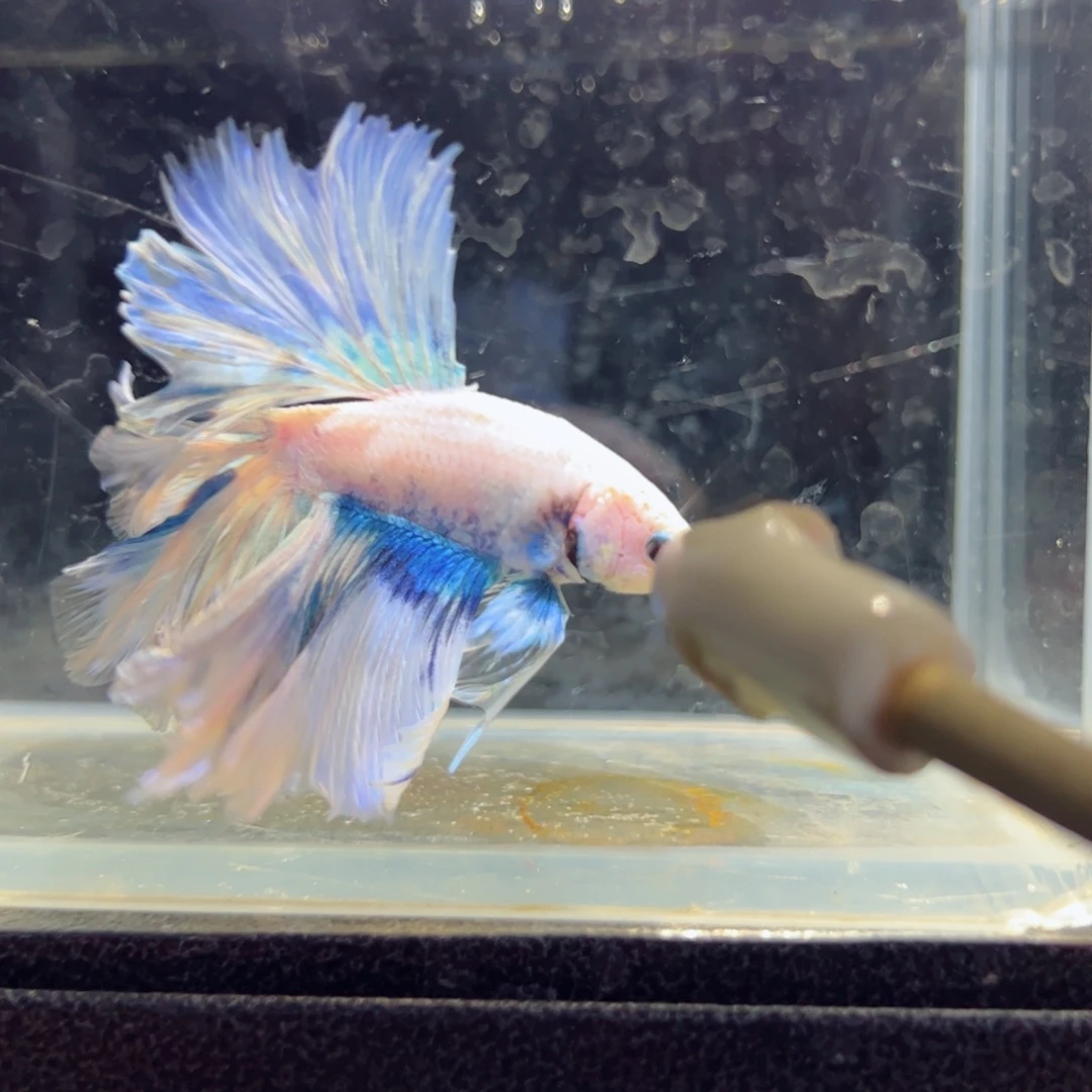 斗鱼浅色仙仙裙特殊尾