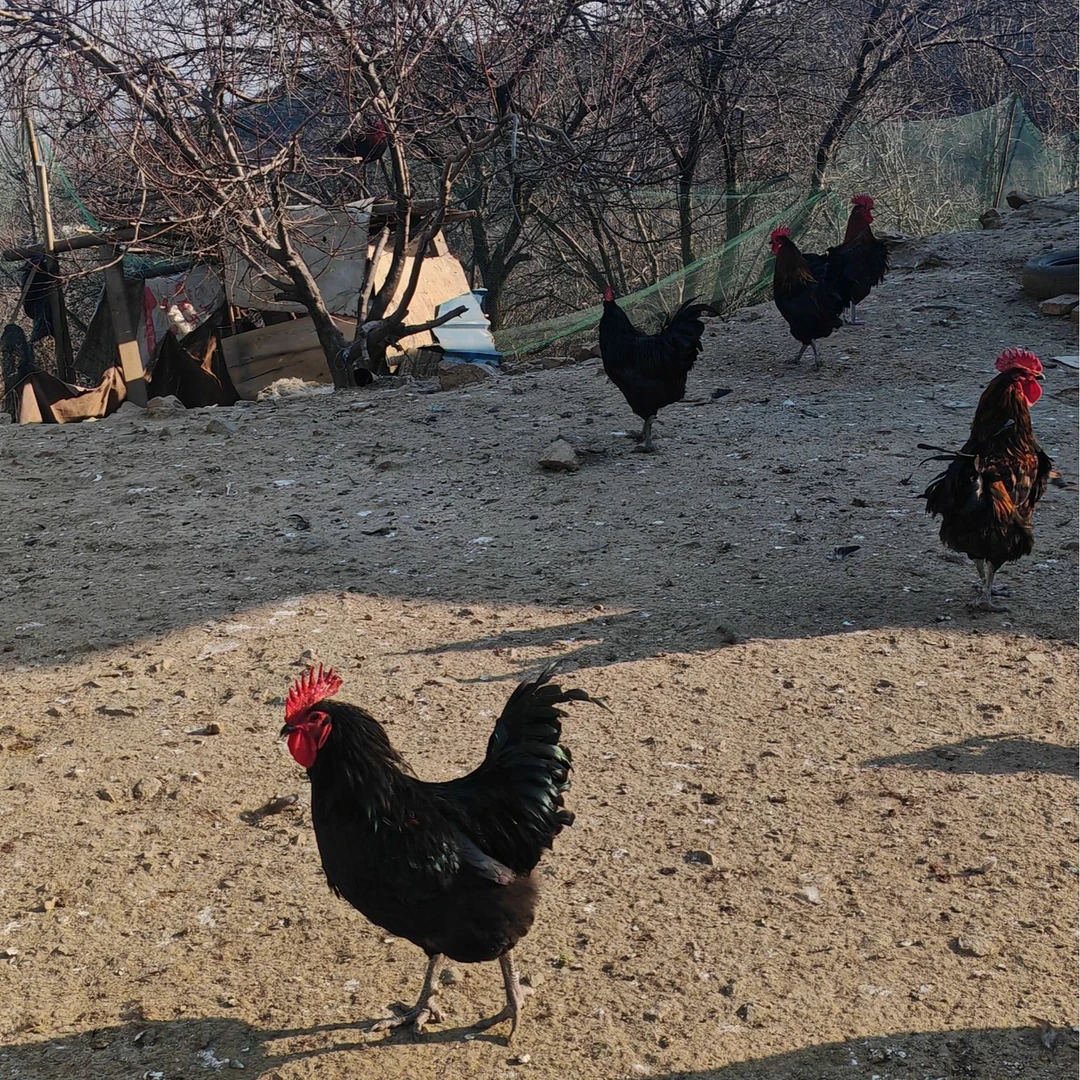 【顺丰包邮】沂蒙山散养大公鸡活鸡现杀带内脏（带鸡胗鸡心鸡腰）