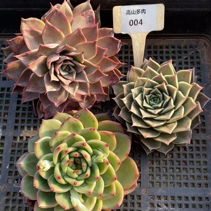 3棵组合福利004号