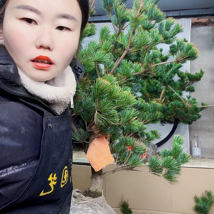 厚***生无花朵五针松是我国著名