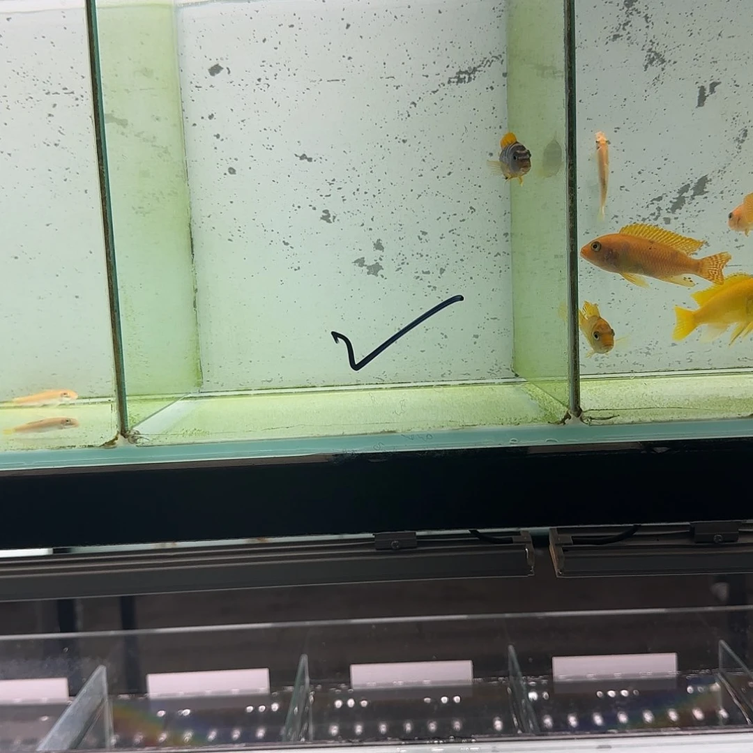 心***水慈鲷红鸡2323。