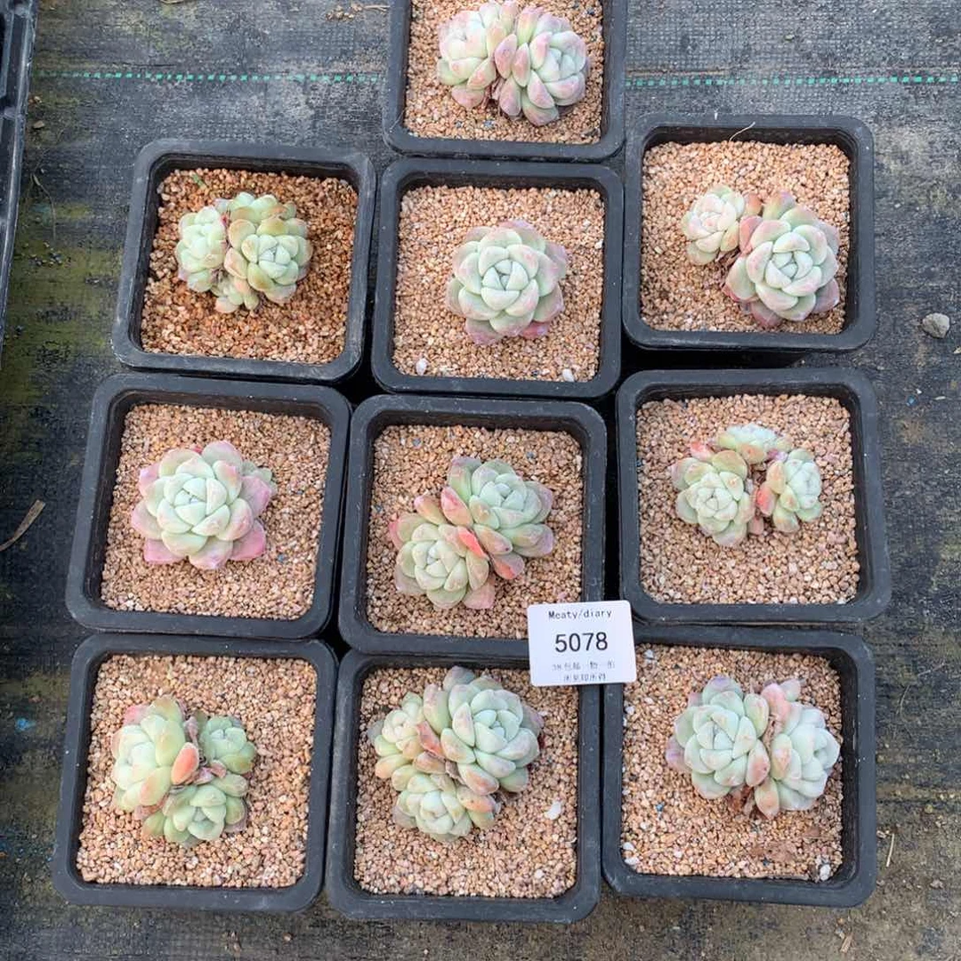 特5078全颗粒控养冰玉4到6厘米10颗一组脱土发