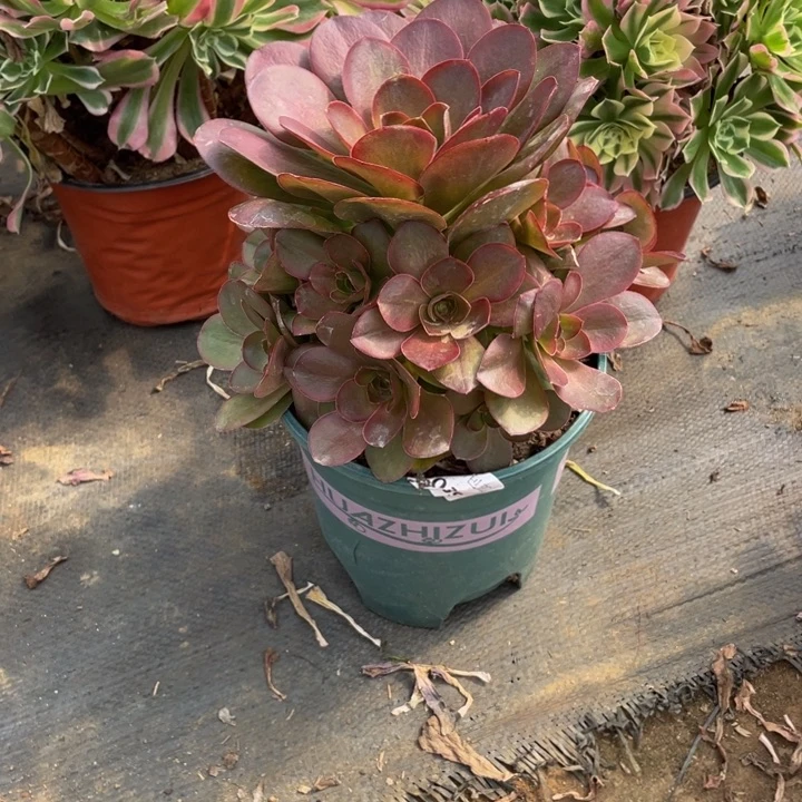 440美金嫩法师多肉断枝不售后