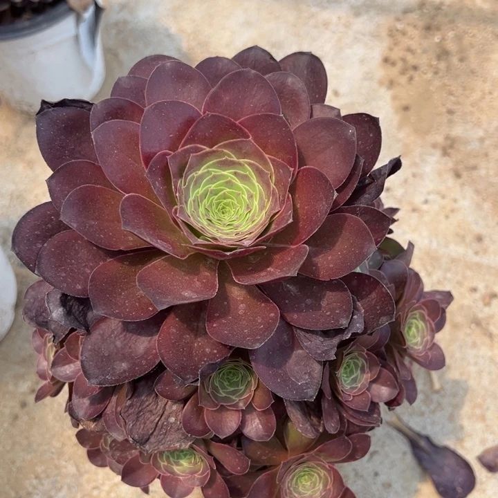 魅金玫瑰手捧多肉植物