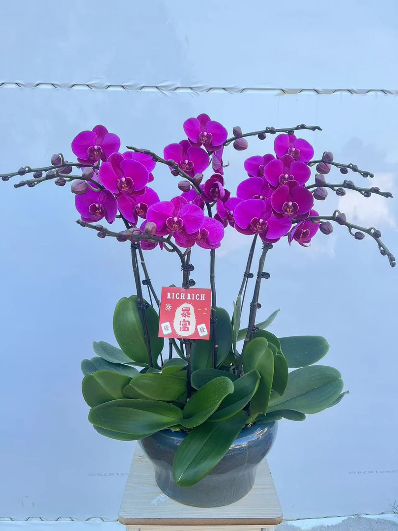 特A级【大辣椒】大花型蝴蝶兰高贵大气开花发货