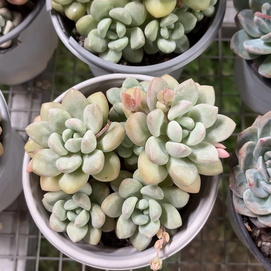 泡泡糖老桩12㎝盆