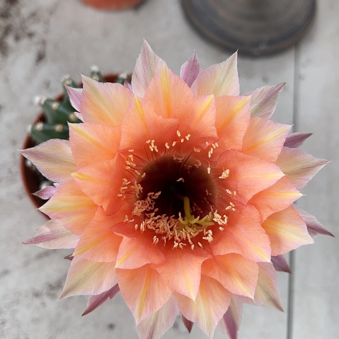 彩草97号6公分左右