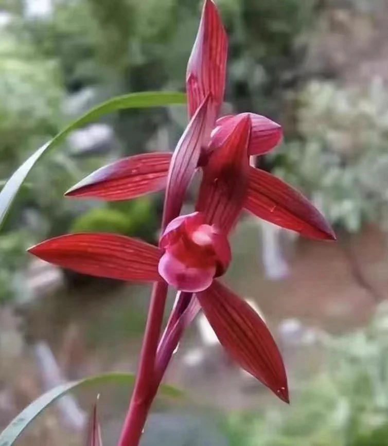 国兰精品兰花直播间一物一拍浓香东方好养盆栽观赏无机绿植