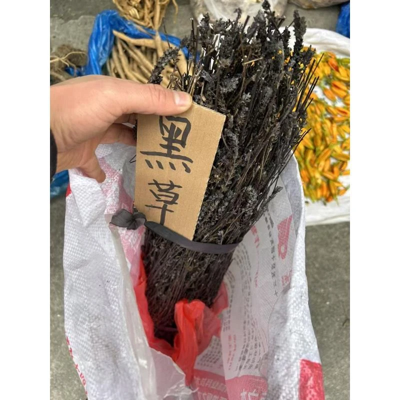 广西黑草 鬼羽箭新货 黑草 黑马草 羽箭草黑骨草