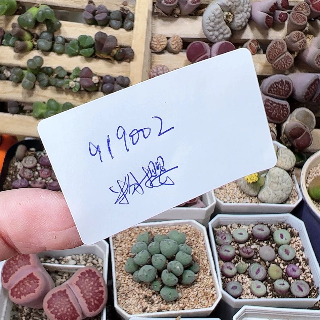 无花朵?****?919002/拿铁多肉植物馆