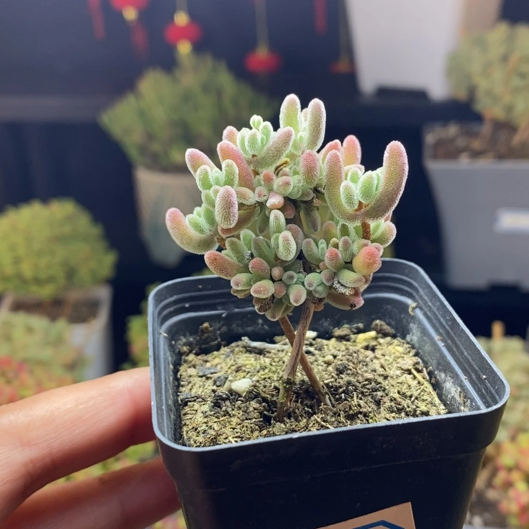 兔*152号实生红叶枝干多肉