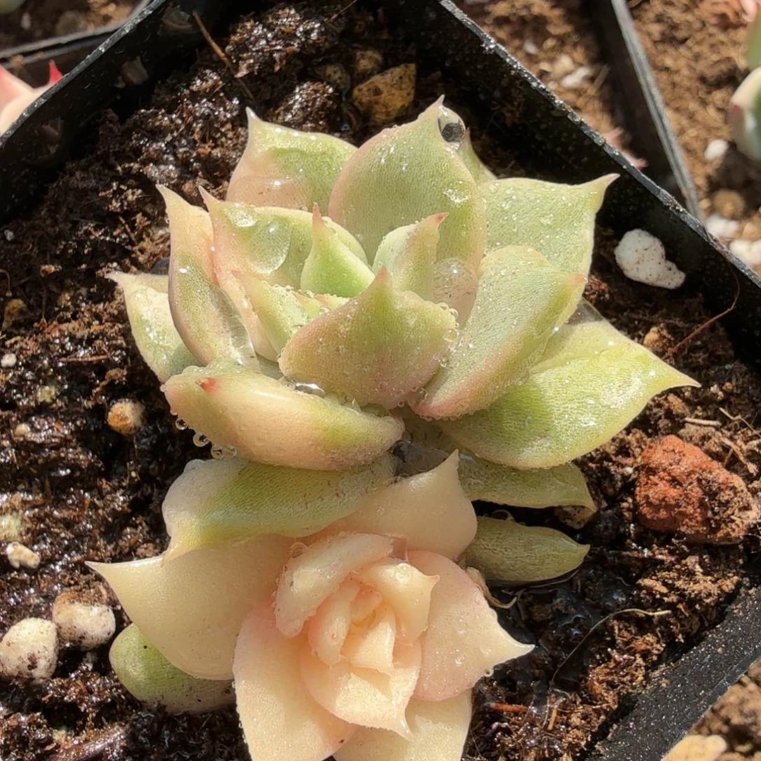贝加尔湖锦,阴阳多肉植物