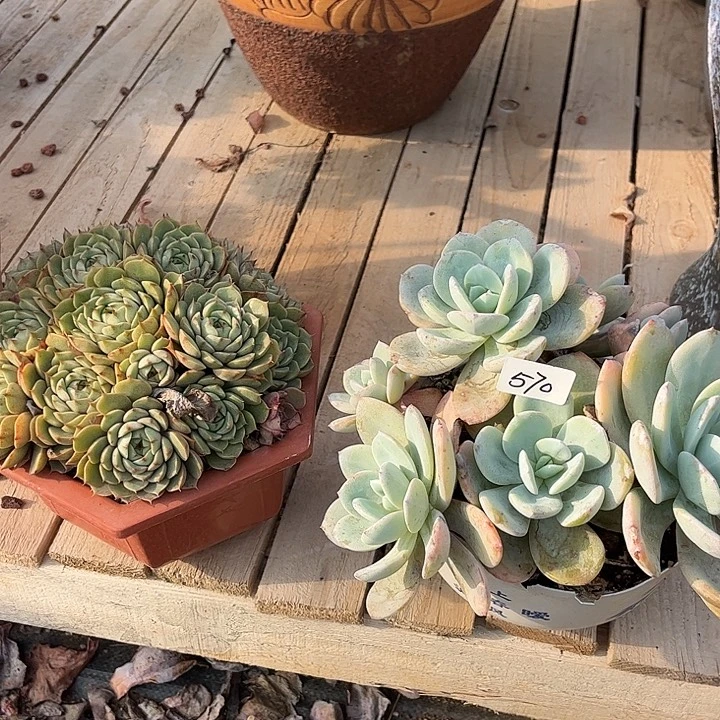 H***️570奶茶脱土发货不退不换