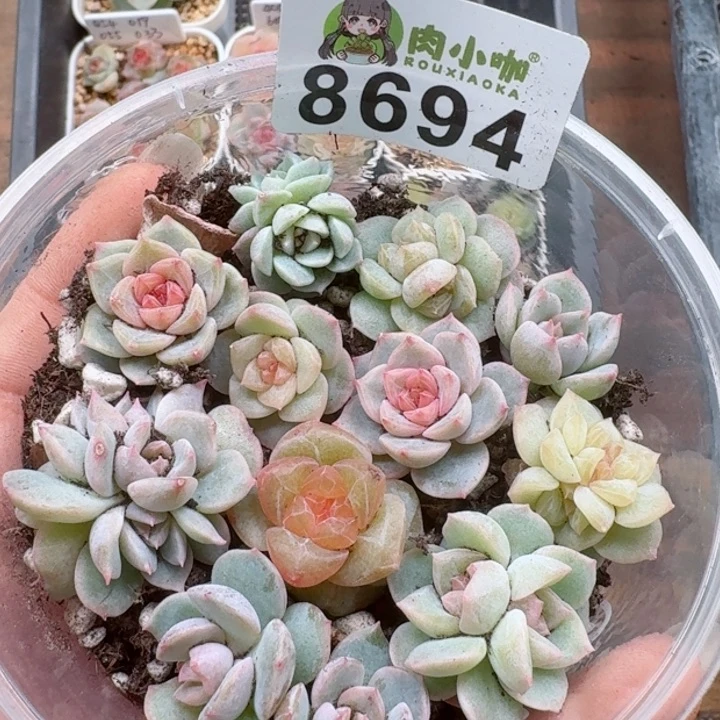 多肉植物多肉植物