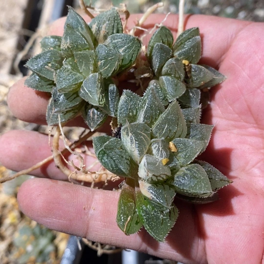 16189 一颗新兵砂糖锦。超级618福利