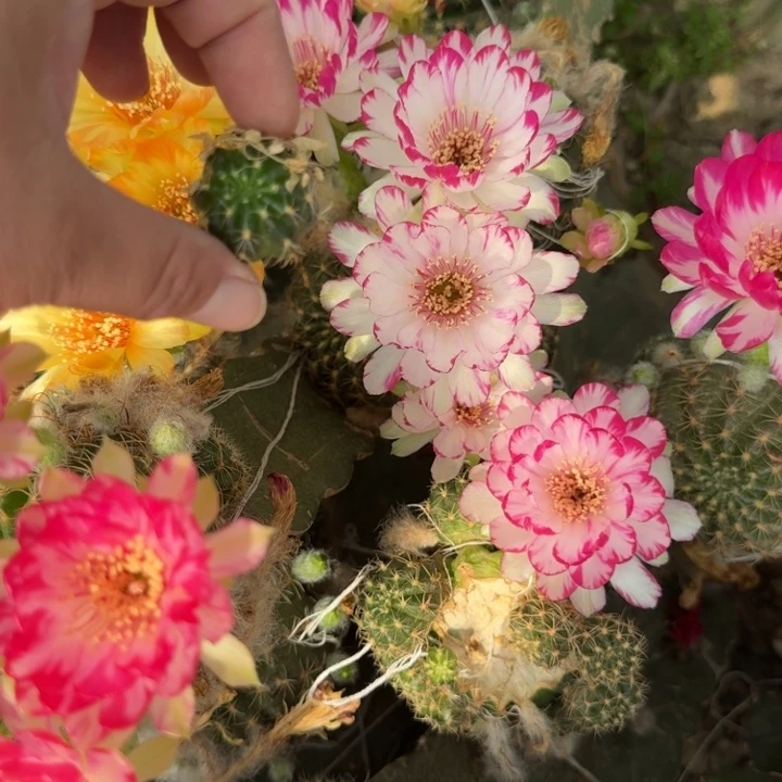 201粉白荷花歪无根侧牙3公分左右，20包邮