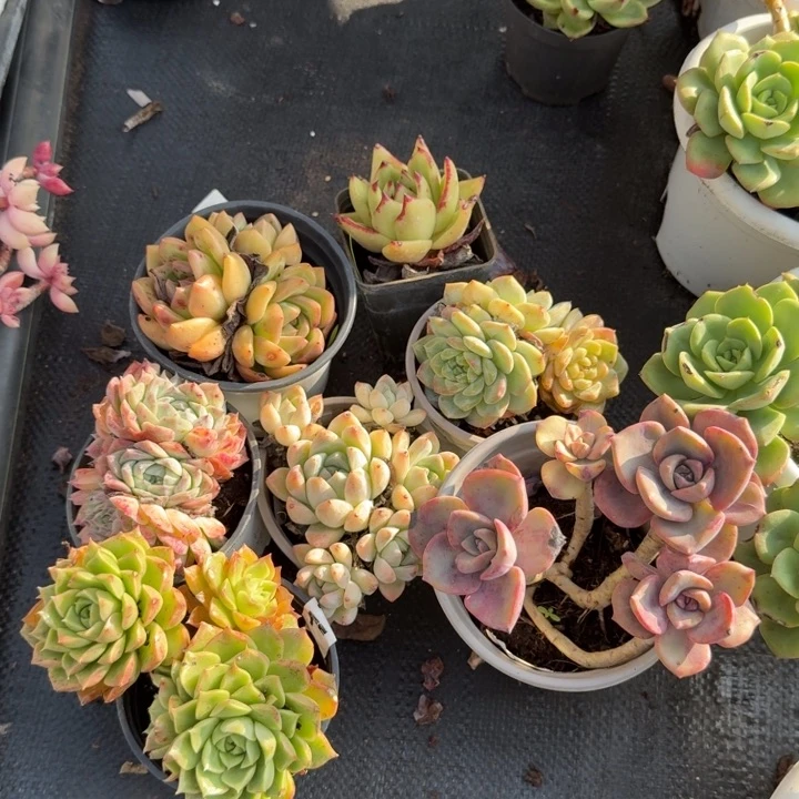 小杂交不限品种七盆