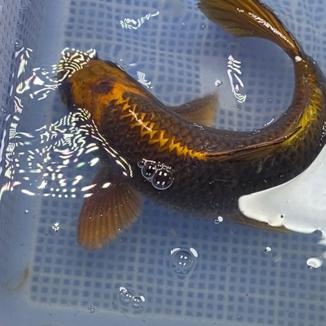 锦鲤冷水锦鲤包邮 瑕疵