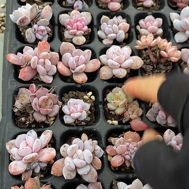14 多肉植物盆栽花卉