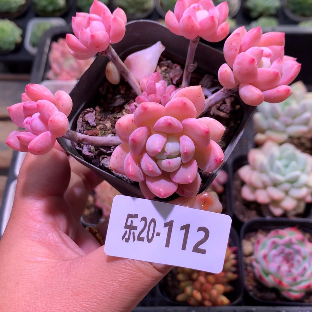 乐然20-112 洛丽塔