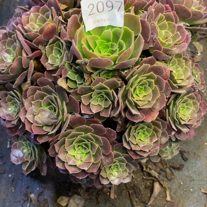 荷兰玫瑰多肉断头不包2097