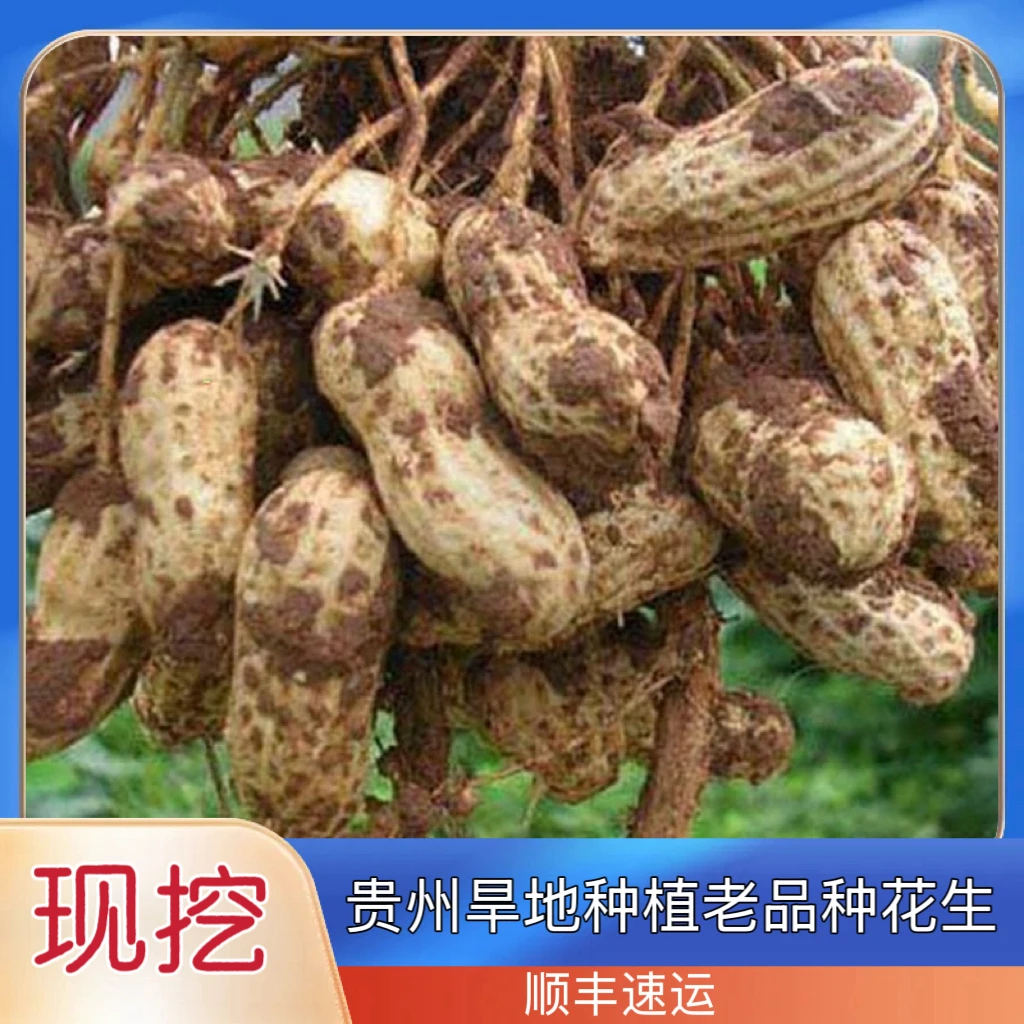 新鲜现挖带泥花生可生吃水煮当季农家自种营养美味