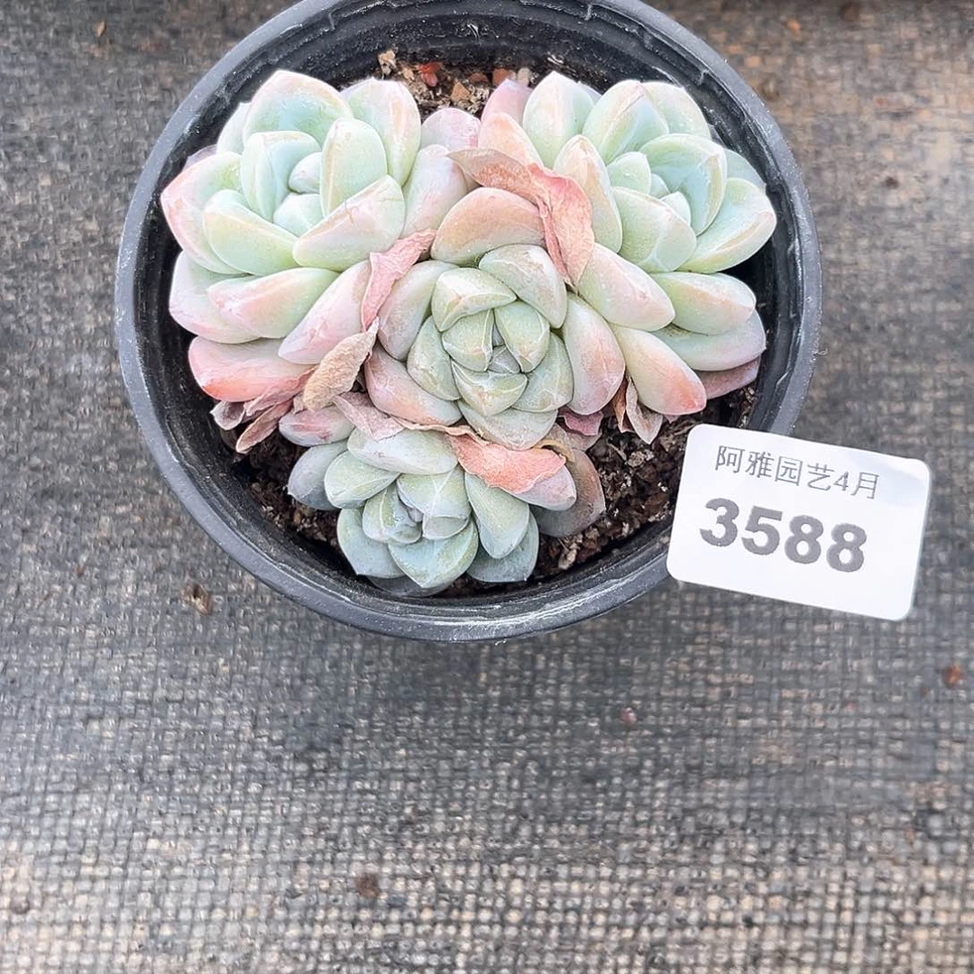 阿雅园艺。   3588